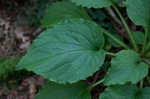 Rugel's Indianplantain <BR>Rugel's ragwort